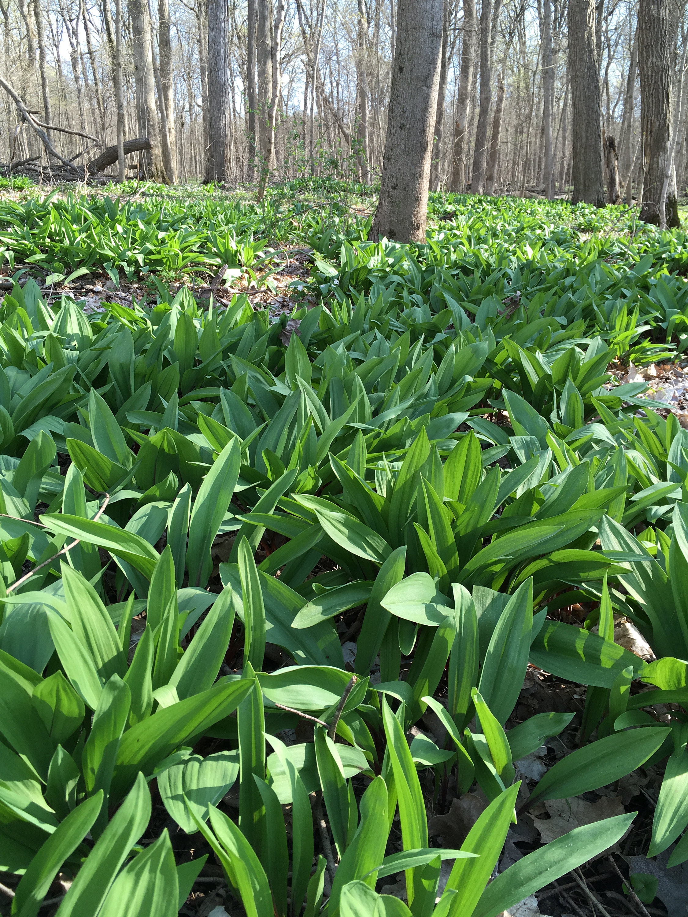 Ramp Seed (Wild Leek) — Drop Seed Ecology