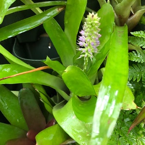 Aechmea gamosepala