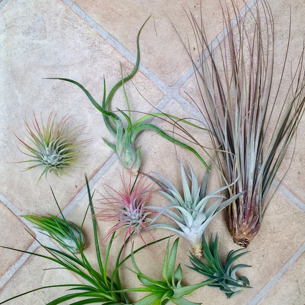 3 x Tillandsia mixed plants