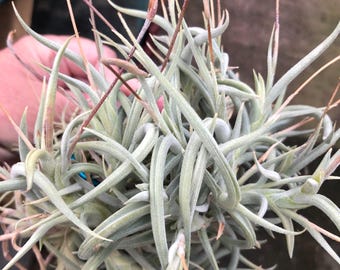 Tillandsia Retorta: Miniature Air Plant with Twisty Leaves