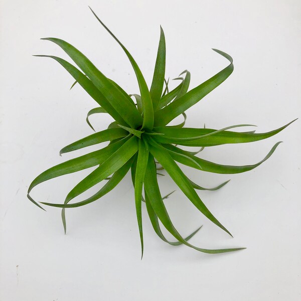 Tillandsia capitata peach