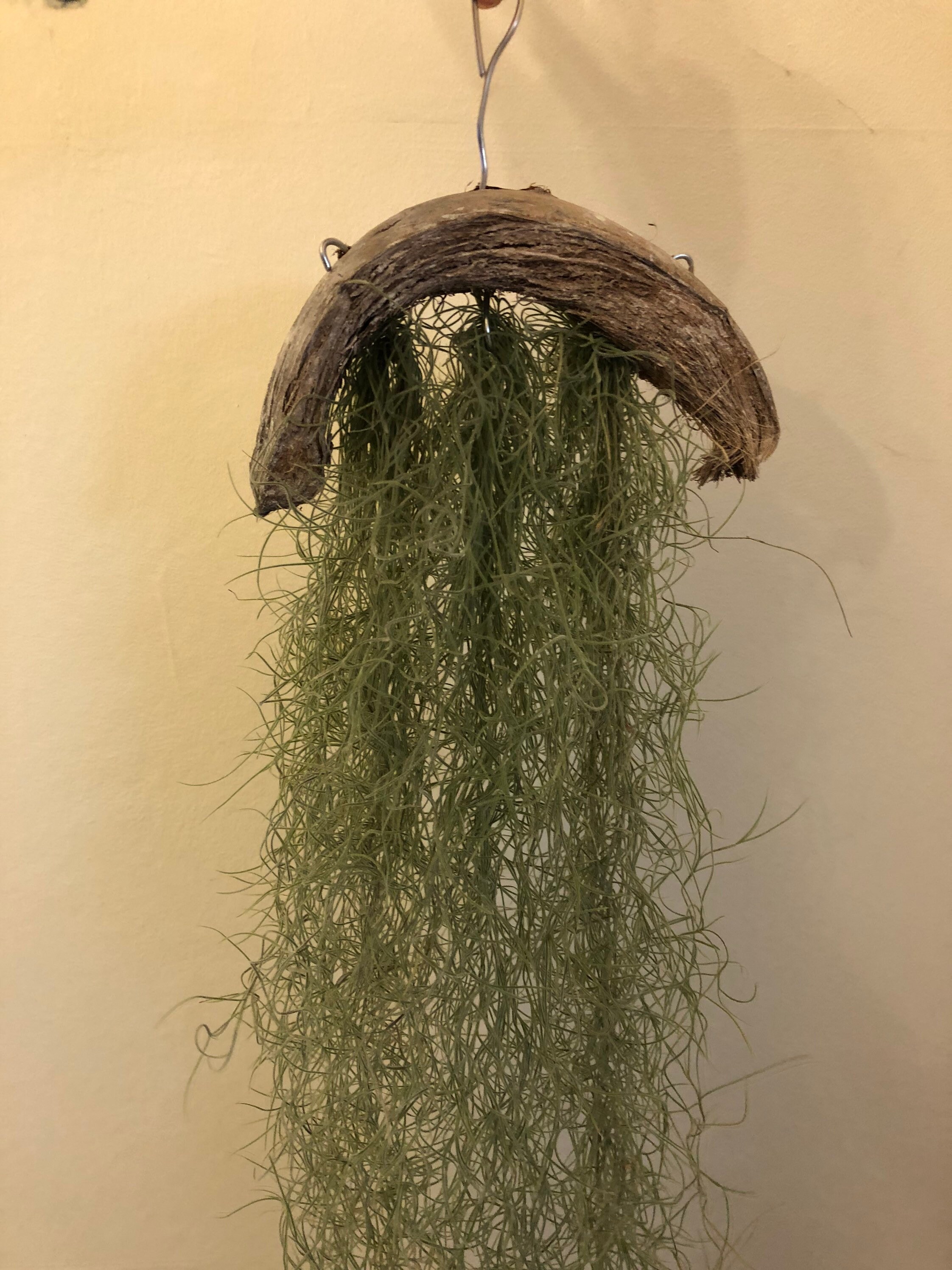 Tillandsia Usneoides spanish Moss - Etsy UK
