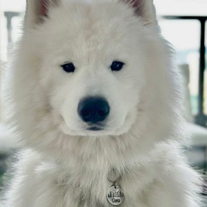 May include: A white fluffy Samoyed dog with a silver collar and a round tag that says "Qinu" on it. The dog is looking directly at the camera.