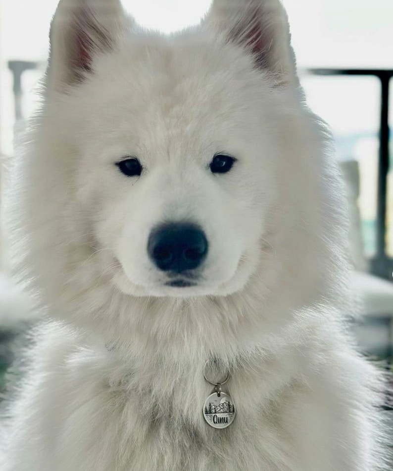 May include: A white fluffy Samoyed dog with a silver collar and a round tag that says "Qinu" on it. The dog is looking directly at the camera.