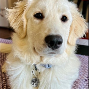 May include: A white golden retriever puppy with a blue collar and a silver tag that says "Nys" on it. The puppy is looking at the camera.