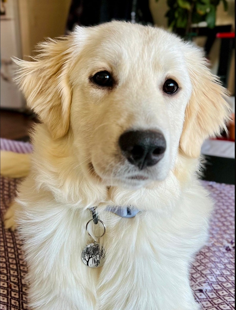 May include: A white golden retriever puppy with a blue collar and a silver tag that says "Nys" on it. The puppy is looking at the camera.