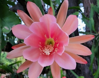 Bayou Belle  Epiphyllum - (1 Cutting @6" - 8") Think Tropical, tree dweller, living in the dappled sunlight through a tree.
