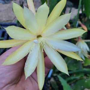 May include: A close-up of a pale yellow orchid flower with white edges. The flower has many petals and is covered in small water droplets.