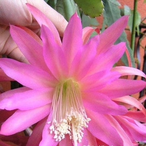 May include: A vibrant pink cactus flower with a white center and many petals. The flower is in full bloom and has a delicate, feminine appearance.