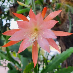 May include: A close-up of a vibrant pink and orange flower with multiple petals. The flower has a star-like shape with a yellow center and white stamens. Green leaves and blurred background.