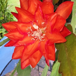 May include: A vibrant orange cactus flower with a white center and many petals. The flower is in bloom and has a delicate, intricate texture.