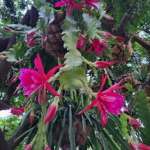 Hermosissmus Magnus-1 Cutting 6"-8"--Epiphyllum: Just call her, "Her"  remember Her is a shade plant. A fast fastest grower & big bloomer !