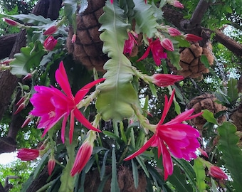 May include: A close-up of a pink orchid cactus plant with multiple blooms hanging from a tree branch. The plant is growing in a brown coir basket.