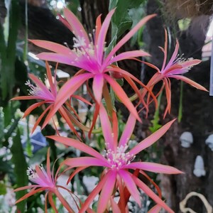May include: Close-up of pink and orange cactus flowers with white centers. The flowers are in bloom and have a delicate, star-shaped appearance.