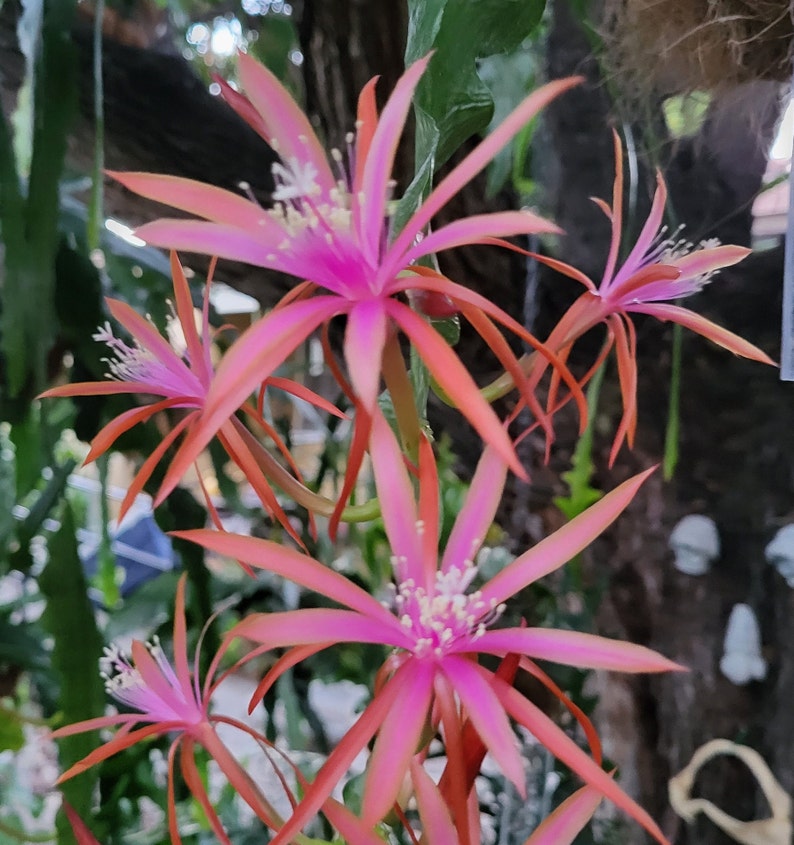May include: Close-up of pink and orange cactus flowers with white centers. The flowers are in bloom and have a delicate, star-shaped appearance.