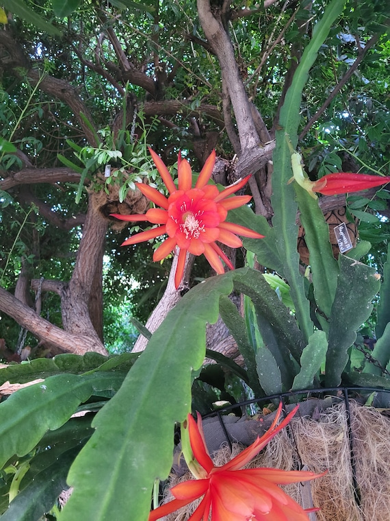 Zeus Epiphyllum/tropical Cactus- 1 Cutting(6"-8") A Shade Plant. Think  Tropical,tree Dweller,living in Dappled Sunlight of the Canopy. - Etsy
