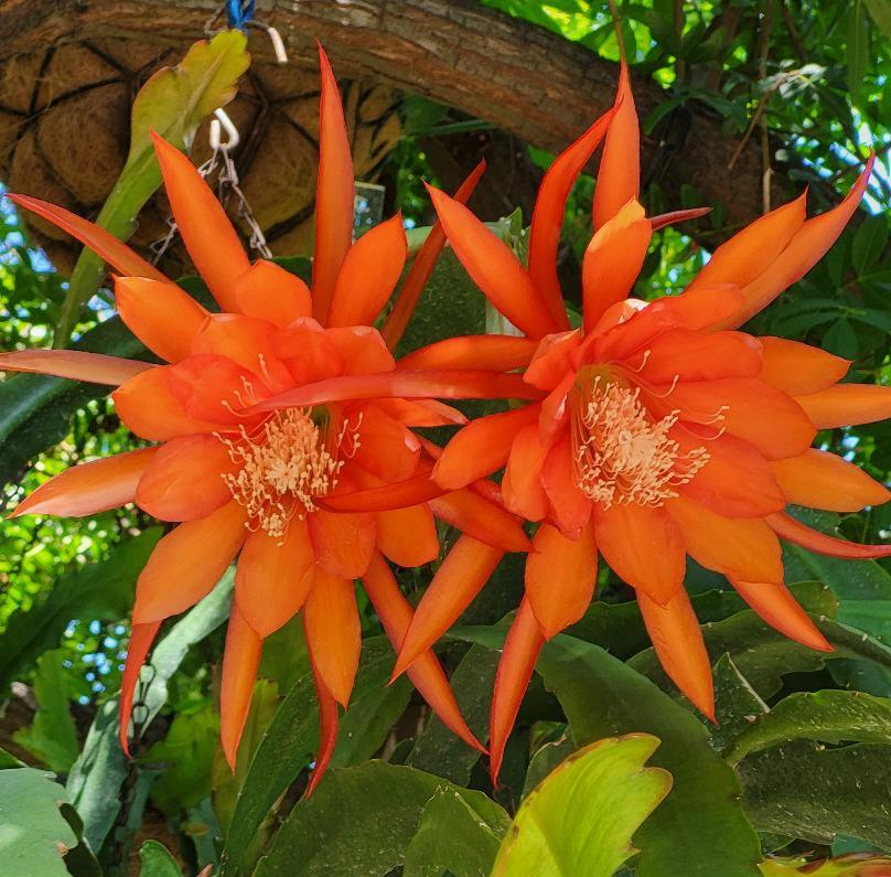 Zeus Epiphyllum/tropical Cactus- 1 Cutting(6"-8") A Shade Plant. Think  Tropical,tree Dweller,living in Dappled Sunlight of the Canopy. - Etsy