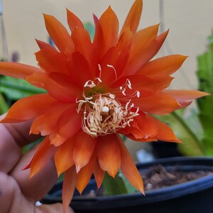 Orange Princess -1 Cutting 6&quot;-8&quot; Think Tropical, tree dweller,living in the dappled sunlight through the leaves.Think Orchids,spider plants…