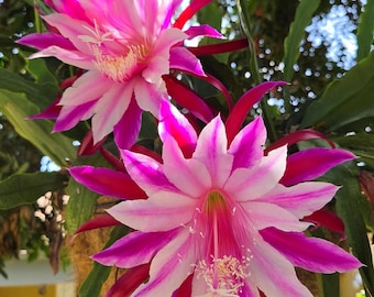 Dragon Serpent :One Cutting @ 6" to 8". Think Tropical, tree dweller, living in the dappled sunlight between Leaves & Branches. Epiphyllum