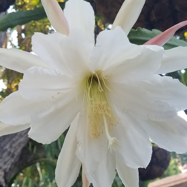 French's Sahara Epiphyllum-One 6"-8" Cutting Think Tropical, tree dweller, living in the dappled sunlight through the leaves. Think Orchids…