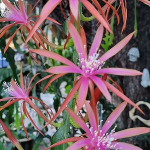 May include: Close-up of a pink and orange cactus flower with multiple blooms. The flower has a delicate, star-shaped appearance with a white center.