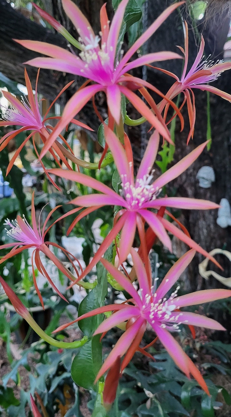 May include: Close-up of a pink and orange cactus flower with multiple blooms. The flower has a delicate, star-shaped appearance with a white center.