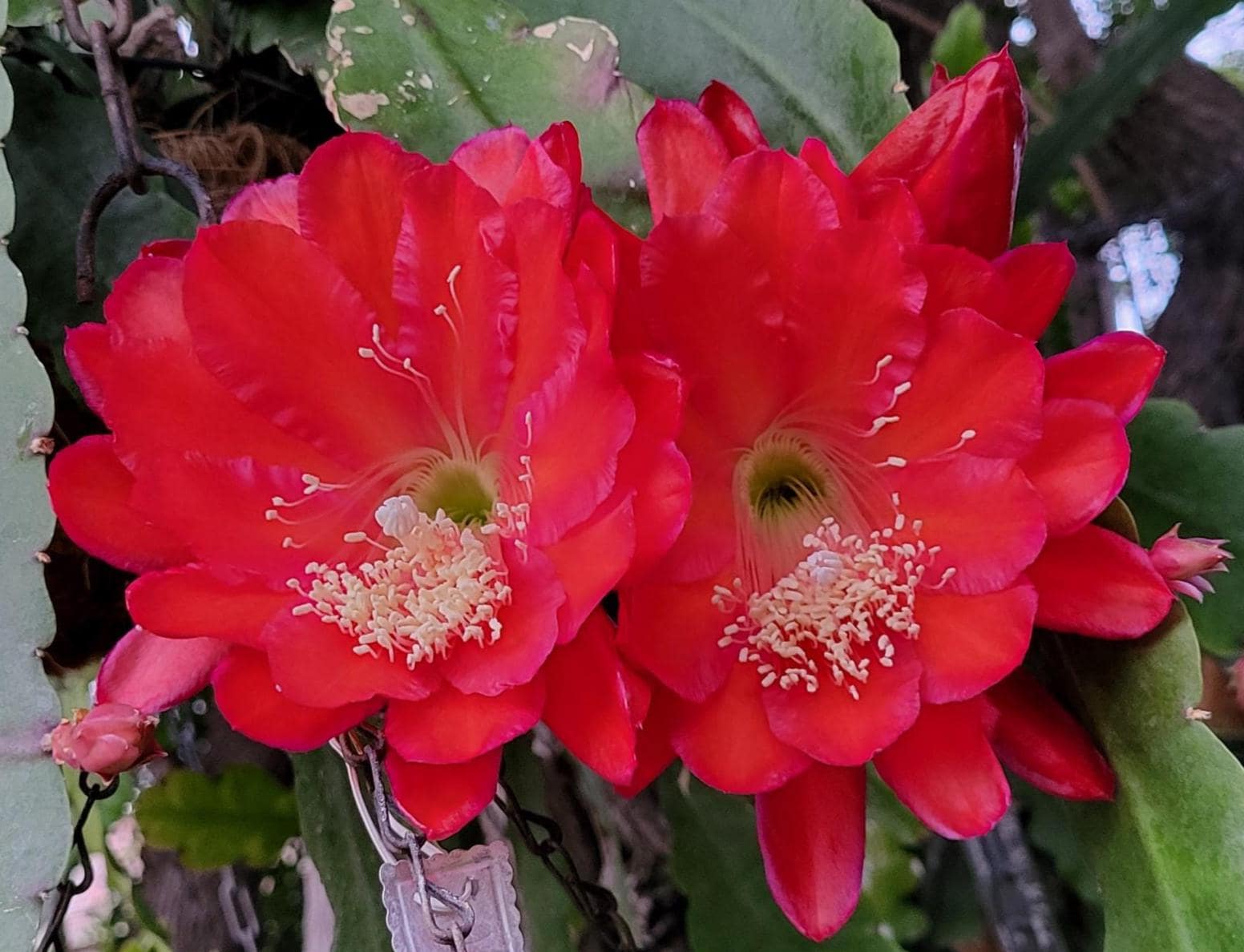 フラワーリストレッド Edith Bell : One Cutting 6-8 Inches,think Tropical, Tree Dweller