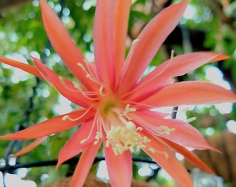 Aleksander Ernest Estrada Epiphyllum - 1 Cutting(6" - 8") Small Orange - To the point a powerful color the will not be lost in a crowd!