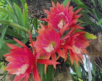 Desert Sunset -2 Cuttings @(6"-8") Very Fast Grower! Think Tropical, tree dweller, living in the dappled sunlight of the canopy.