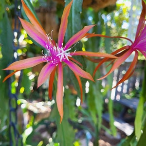 May include: A close-up of a pink and orange flower with white stamen. The flower is in focus, while the background is blurred.
