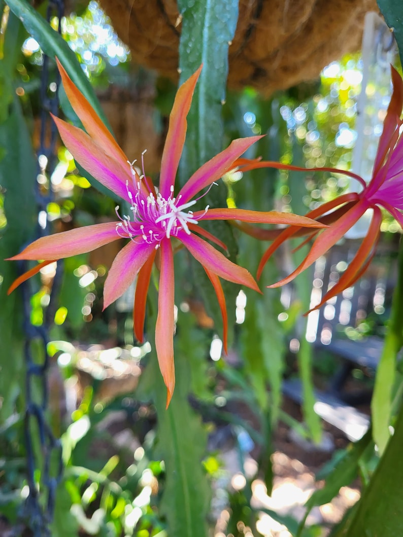 May include: A close-up of a pink and orange flower with white stamen. The flower is in focus, while the background is blurred.