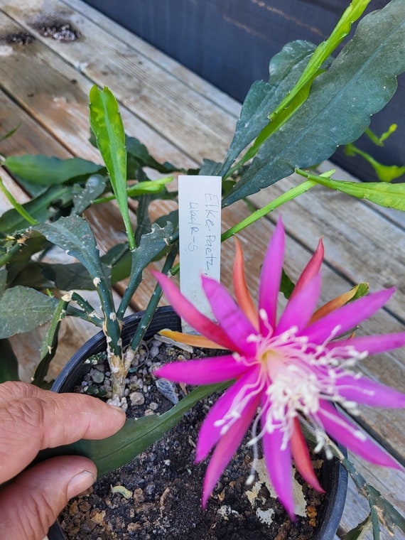 Elke Paetz - Epiphyllum/cactus/orchid -1 Cutting (6" - 8") Think Tropical,  Tree Dweller, Living in the Dappled Sunlight From in a Tree. - Etsy