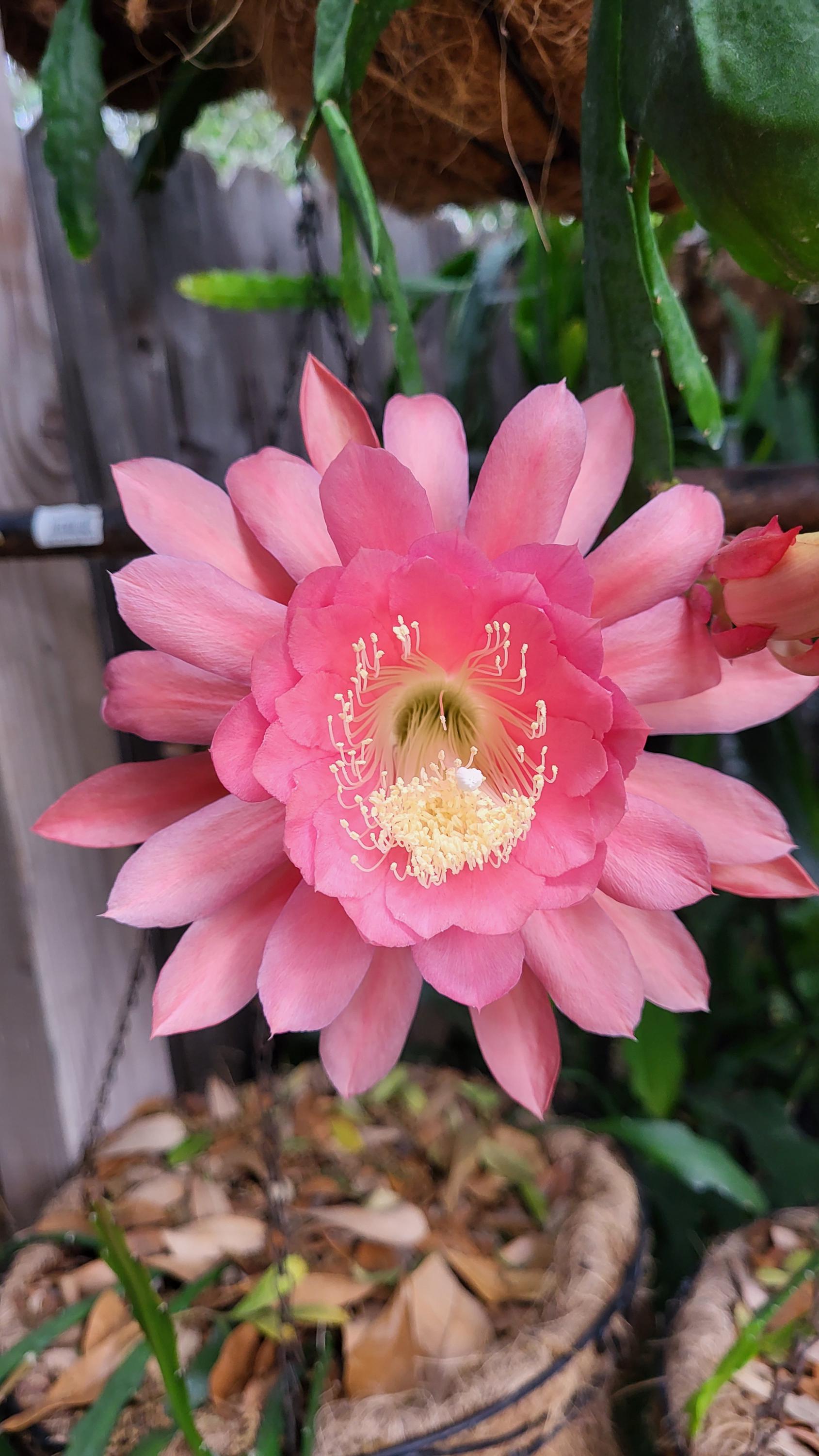 Kiwi Candy Floss-one Cutting 6-8