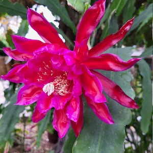 Foxy Lady 1 cutting 6&quot;-8&quot; Long and YES those petals are always kinky.   Think Tropical, tree dweller, living in the dappled sunlight.