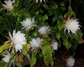 Oxypetalum-1 Rooted Cutting "Queen of The Night Epiphyllum: Shade "Think Tropical, tree dweller, living in dappled sunlight , tan hua.