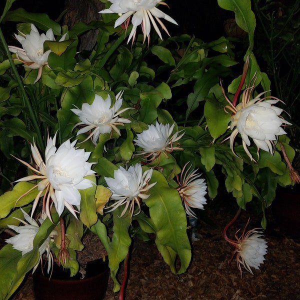 Oxypetalum-1 Rooted Cutting "Queen of The Night Epiphyllum: Shade "Think Tropical, tree dweller, living in dappled sunlight , tan hua.