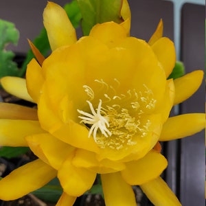 Spiced Takuan  Epiphyllum (Fragrent) -1 Cutting 6-8&quot;  “Shade Plants” Think Tropical, tree dweller,living in the dappled sunlight in a tree.