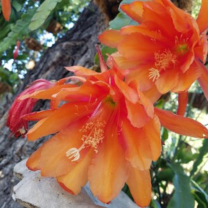 以下が含まれることがあります： 緑の葉を背景に、繊細な花びらと黄色の芯を持つ鮮やかなオレンジ色の花が2輪咲いています。