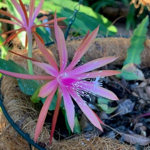 May include: A pink and red cactus flower with white stamen blooms in a brown coir pot.