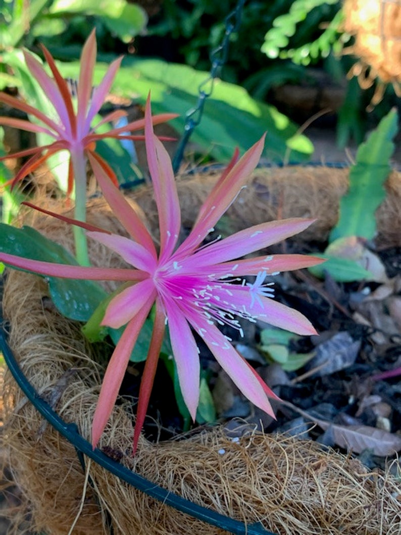 May include: A pink and red cactus flower with white stamen blooms in a brown coir pot.