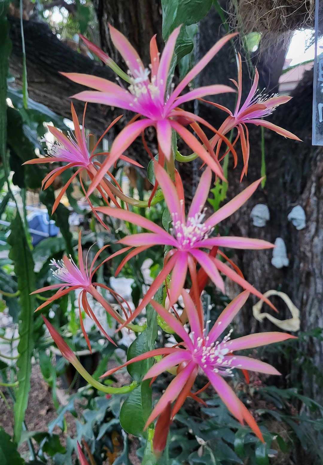 Jalisco Joy Epiphyllum -1 Cutting (6