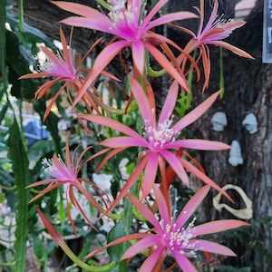 May include: A close-up of a pink and red cactus flower with multiple blooms. The flower has a delicate, layered appearance with a white center.