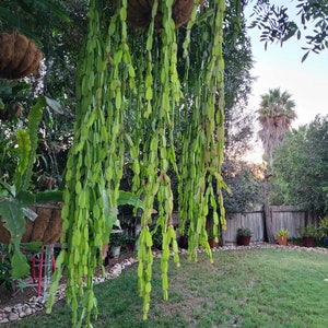 May include: A hanging plant with long, green, segmented stems cascading down from a brown, woven pot. The plant is hanging from a tree branch in a backyard setting.