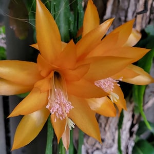 May include: Close-up of a vibrant orange flower with multiple petals and delicate pink stamens. The flower is in full bloom, showcasing its intricate details and textures. The background includes green foliage and a textured, brown surface.