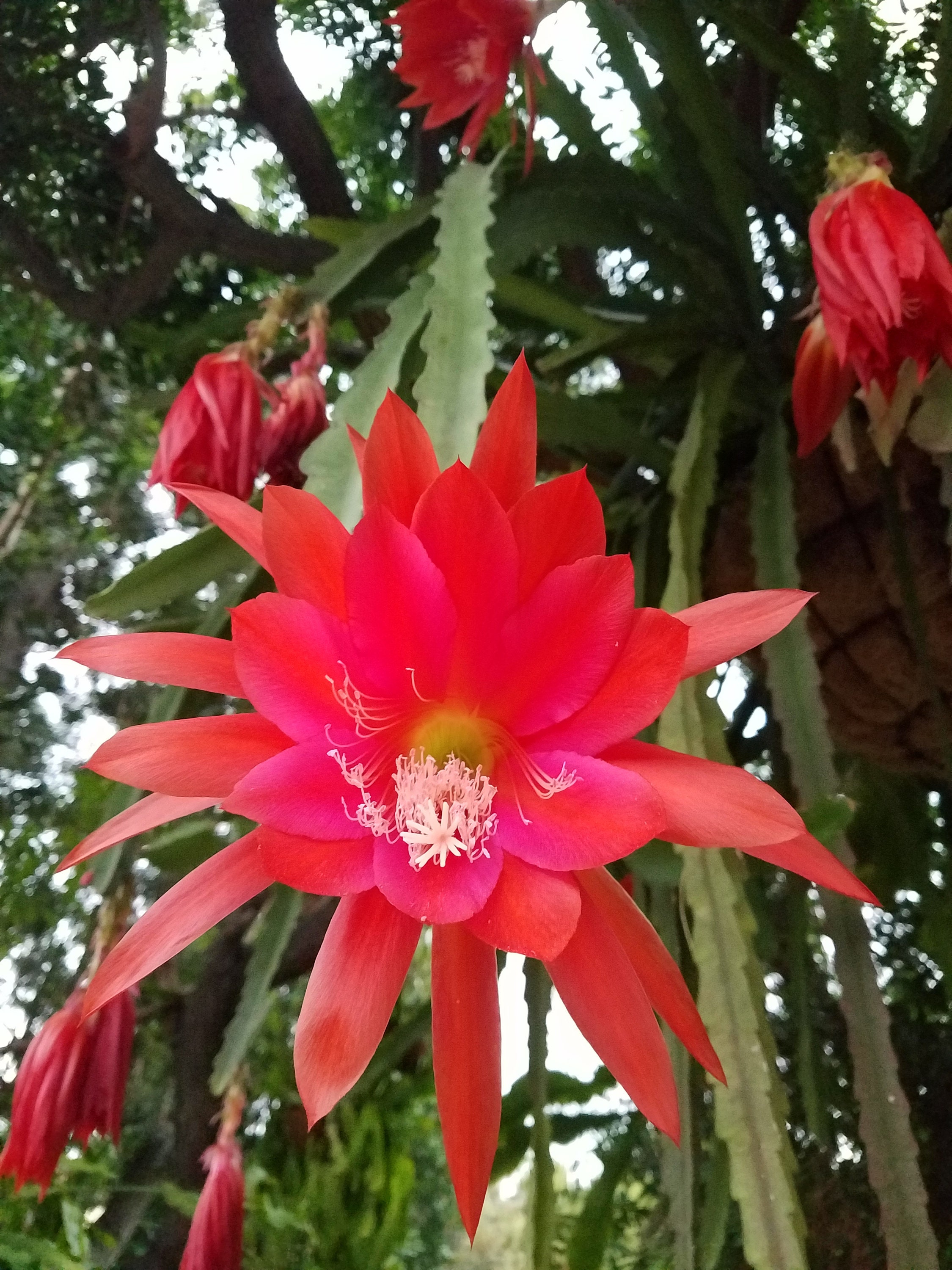 1 ROOTED/POTTED EPIPHYLLUM Desert Sunset Shade Plants Etsy