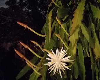 Hookeri -3 Cuttings (6"-8"Cuttings)Epiphyllum/Cactus“Shade Plants” Think Tropical, tree dweller, living in dappled sunlight from the canopy.