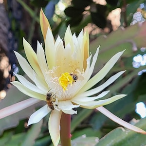 Hookeri/Epiphyllum-1 Live rooted piece-Think Tropical,tree dweller, living in the dappled sunlight in a tree. Think Orchids,spider plants