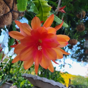以下が含まれることがあります： 緑の葉を背景に、オレンジとピンクの鮮やかな花が白い中心部を咲かせています。花は満開で、繊細で層状の外観をしています。