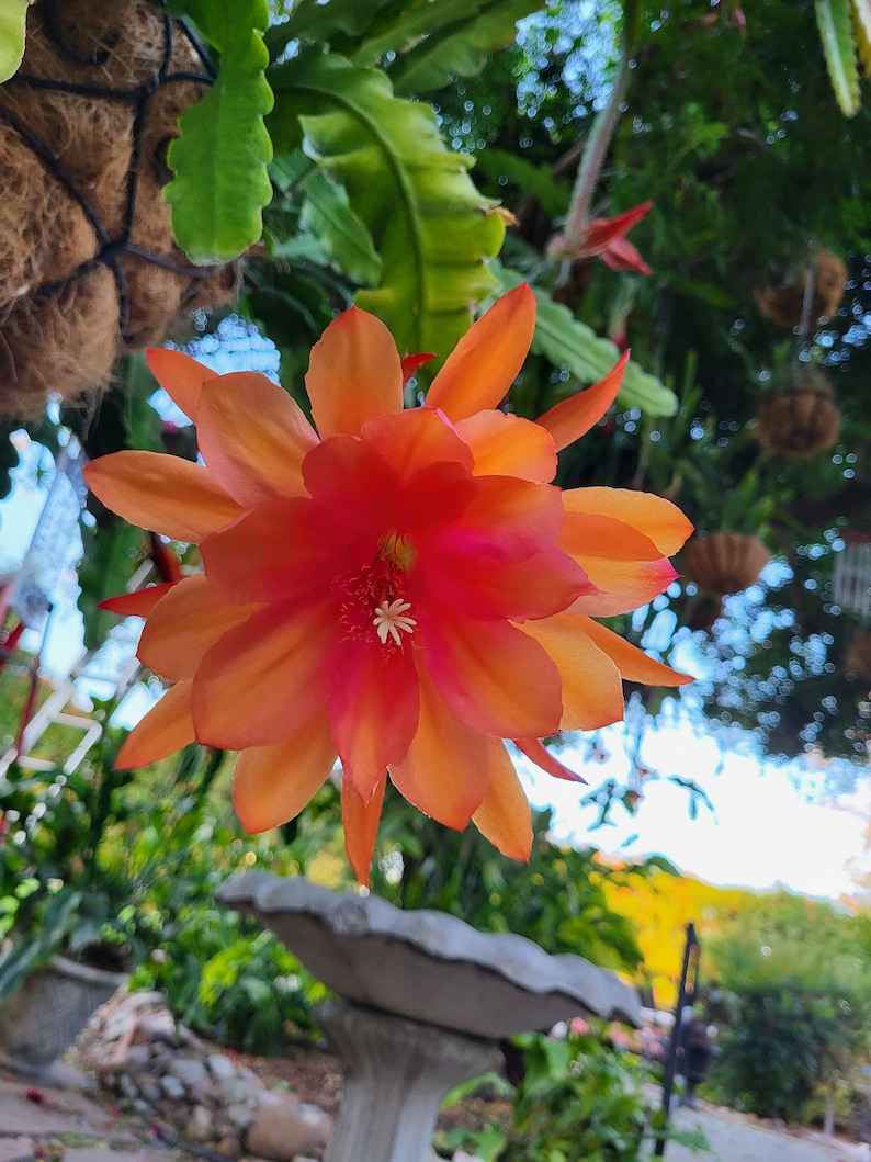以下が含まれることがあります： 緑の葉を背景に、オレンジとピンクの鮮やかな花が白い中心部を咲かせています。花は満開で、繊細で層状の外観をしています。