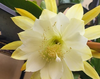 Child of The Sun: Fragrant -One Cutting@6" to 8" cutting. Think Tropical, tree dweller, living in the dappled sunlight. Epiphyllum